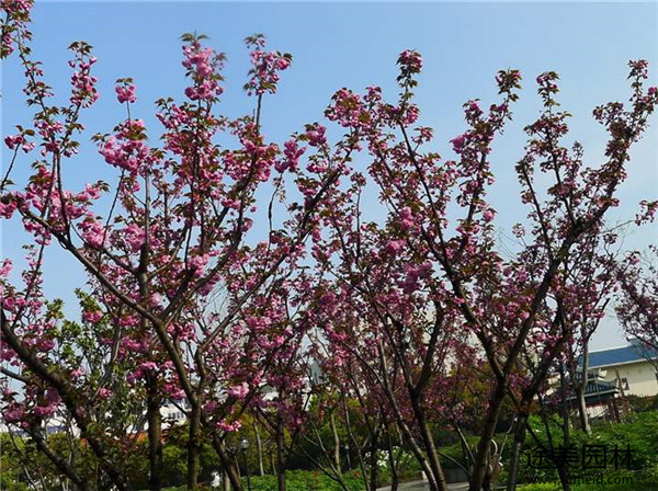 校园能种植日本晚樱吗？
